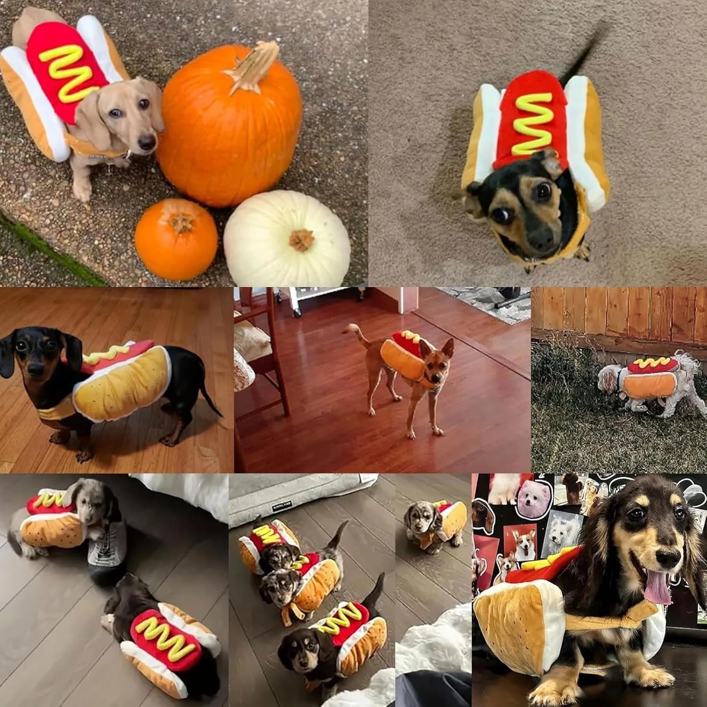 Collage of dogs wearing hot dog costumes with pumpkins and a toy.