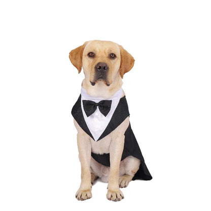 Dog wearing a tuxedo with a bow tie on a white background