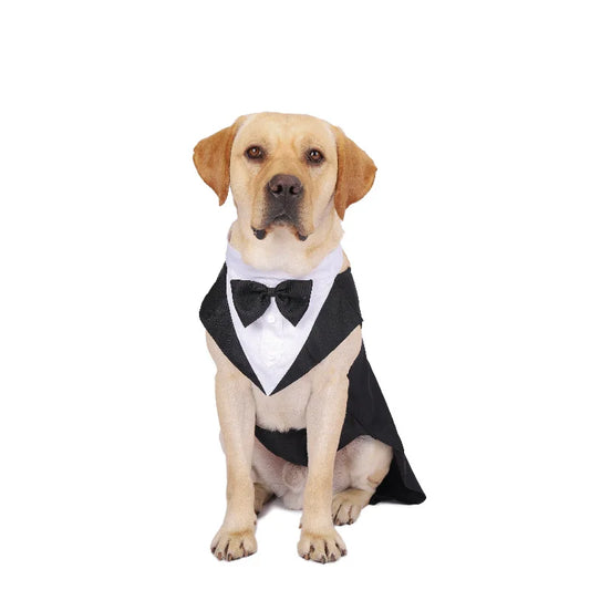 Dog wearing a tuxedo with a bow tie on a white background