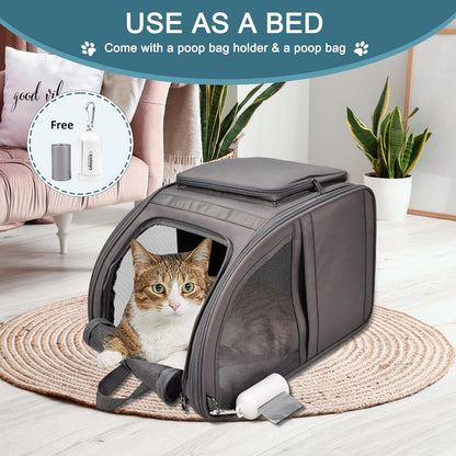 Small cat inside pet backpack carrier showing comfortable fit and secure positioning