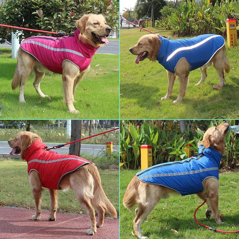 Dog wearing reflective vests in various colors outdoors.