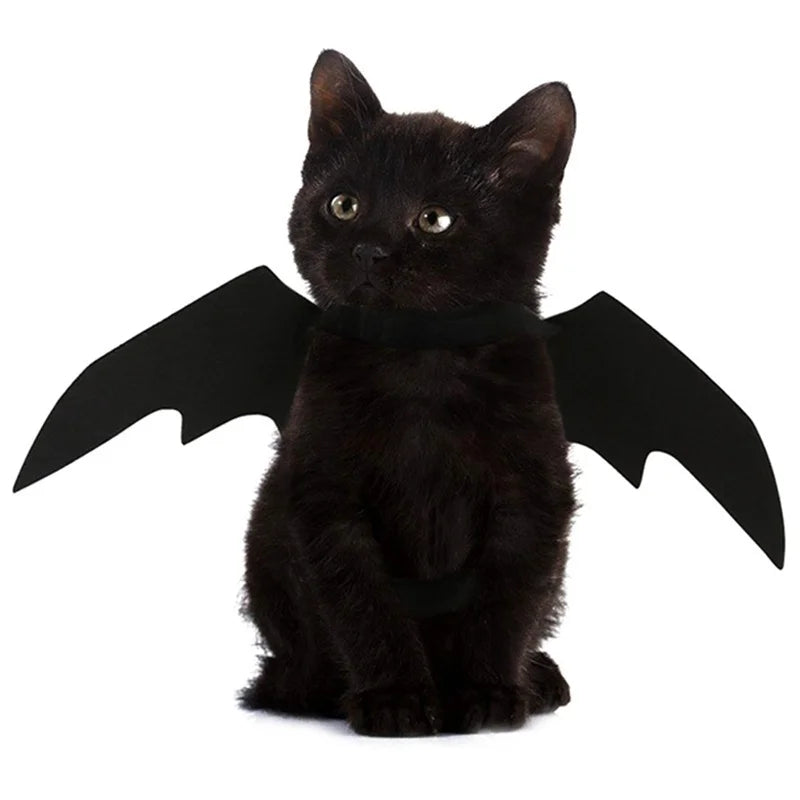 Black kitten wearing bat wings on a white background