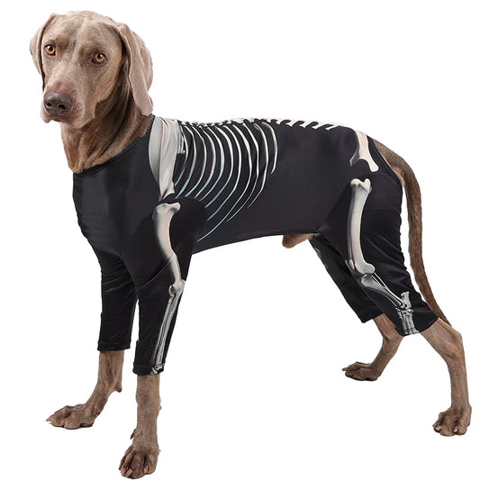 Dog wearing a black skeleton costume on a white background