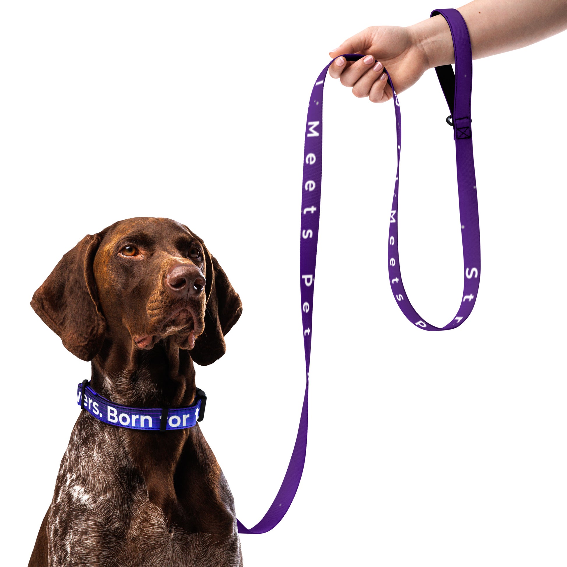 Dog wearing a purple collar and leash with 'Meets Pet' branding, held by a person.